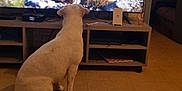 Tania a rejoint le concours — aidez-le/la à gagner de superbes lots ! animal, brick_wall, couch, curious, decor, dog, floor, home, indoor, lion_cubs, living_room, nature_documentary, pet, remote_control, seated, technology, television, tv, watching, wooden_furniture