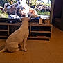 Tania a rejoint le concours — aidez-le/la à gagner de superbes lots ! dog, tv, lion_cubs, living_room, floor, brick_wall, wooden_furniture, television, nature_documentary, animal, pet, watching, indoor, home, technology, couch, decor, remote_control, curious, seated