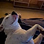 dog, white_dog, lying_down, belly_up, indoor, television, tv_stand, brick_wall, carpet, relaxing, pet, animal, canine, cozy, home_interior, furniture, dark, hand, floor, living_room