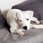 Tania a rejoint le concours — aidez-le/la à gagner de superbes lots ! dog, white_dog, heterochromia, blue_eye, brown_eye, couch, pillow, indoor, pet, canine, relaxed, laying_down, fur, animal, home, comfort, living_room, texture, close_up, resting