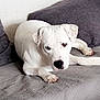 dog, white_dog, heterochromia, blue_eye, brown_eye, couch, pillow, indoor, pet, canine, relaxed, laying_down, fur, animal, home, comfort, living_room, texture, close_up, resting