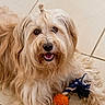 dog, toy, rope_toy, orange_ball, fluffy_dog, long_hair, topknot, indoor, tile_floor, pet, playful, happy, animal, canine, looking_up, paw, fur, cute, domestic, companion