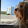 dog, fluffy, window, outdoor, sky, building, pet, fur, side_view, calm, daylight, closeup, animal, looking_out, home, natural_light, portrait, domestic, relaxed, yellow_fur
