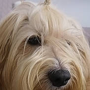 Happy participe au concours pour gagner de l'argent avec cette photo : dog, fluffy, topknot, hair_style, pet, animal, close_up, indoors, cute, fur, nose, face, portrait, mammal, domestic_animal, long_hair, whiskers, relaxed, companion, adorable