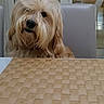 Happy a rejoint le concours — aidez-le/la à gagner de superbes lots ! dog, fluffy, hair_tie, table, placemat, indoor, chair, window, glass_door, blinds, pet, curious, seated, brown, long_hair, domestic, home, furniture, kitchen, decor