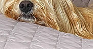 Happy participe au concours pour gagner de l'argent avec cette photo : dog, sleeping, quilted_bedspread, blond_fur, topknot, pet, cozy, indoor, resting, closeup, cute, fur, animal, relaxed, canine, comfort, mammal, soft_texture, home, nap