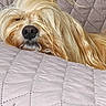 dog, sleeping, quilted_bedspread, blond_fur, topknot, pet, cozy, indoor, resting, closeup, cute, fur, animal, relaxed, canine, comfort, mammal, soft_texture, home, nap