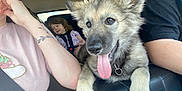 Scar is registered to the contest to win money with this photo: animal, black_shirt, car, car_seat, child, cute, dog, family, happy, interior, leather, person, pet, pink_shirt, puppy, seatbelt, tattoo, tongue_out, travel, window