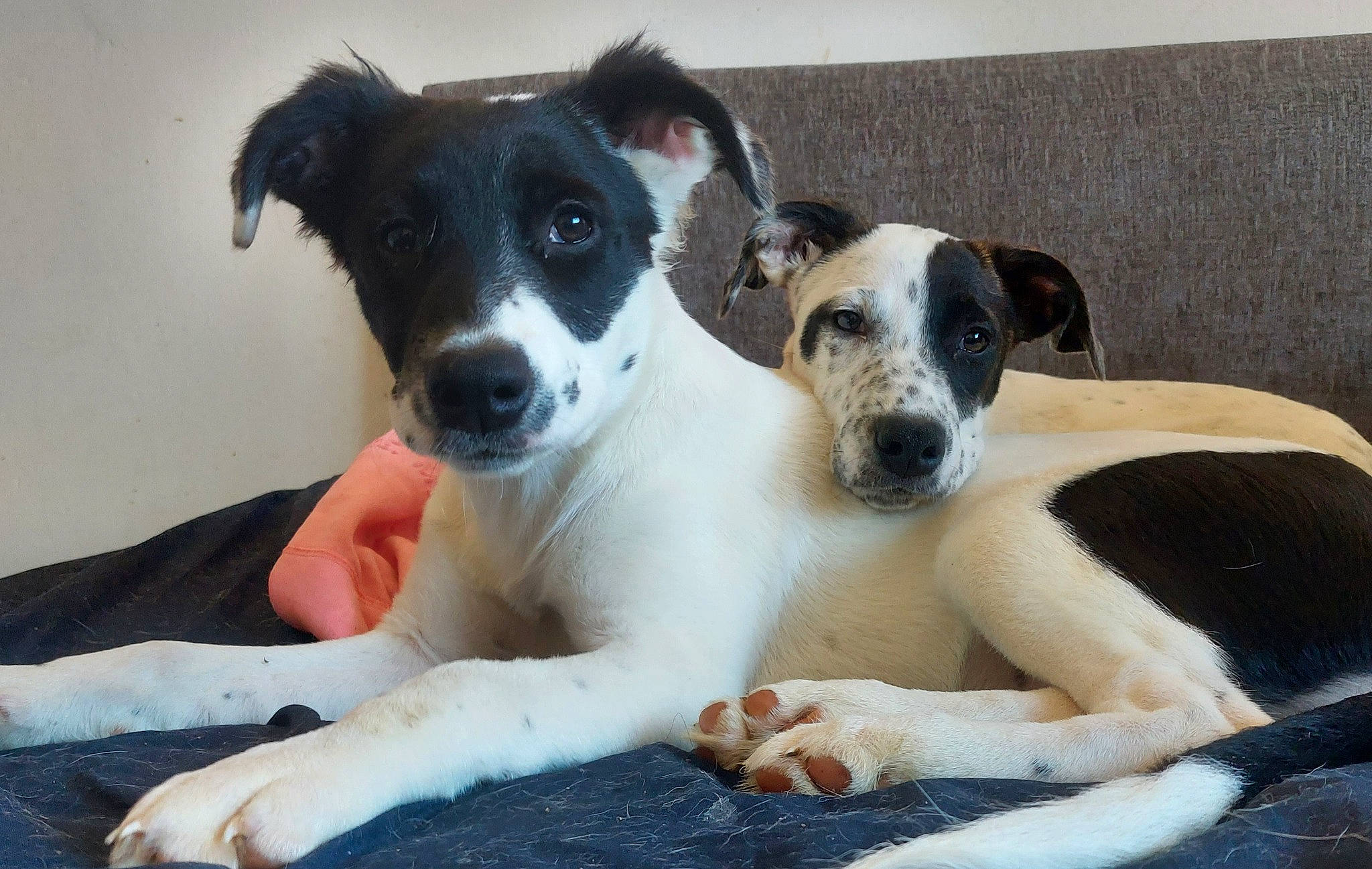 Panda joined the competition — help win amazing prizes! bored, canidae, carnivore, collar, comfort, companion_dog, dog, dog_breed, dog_collar, dog_supply, fur, non_sporting_group, paw, puppy, snout, sporting_group, terrestrial_animal, whiskers, working_animal, working_dog