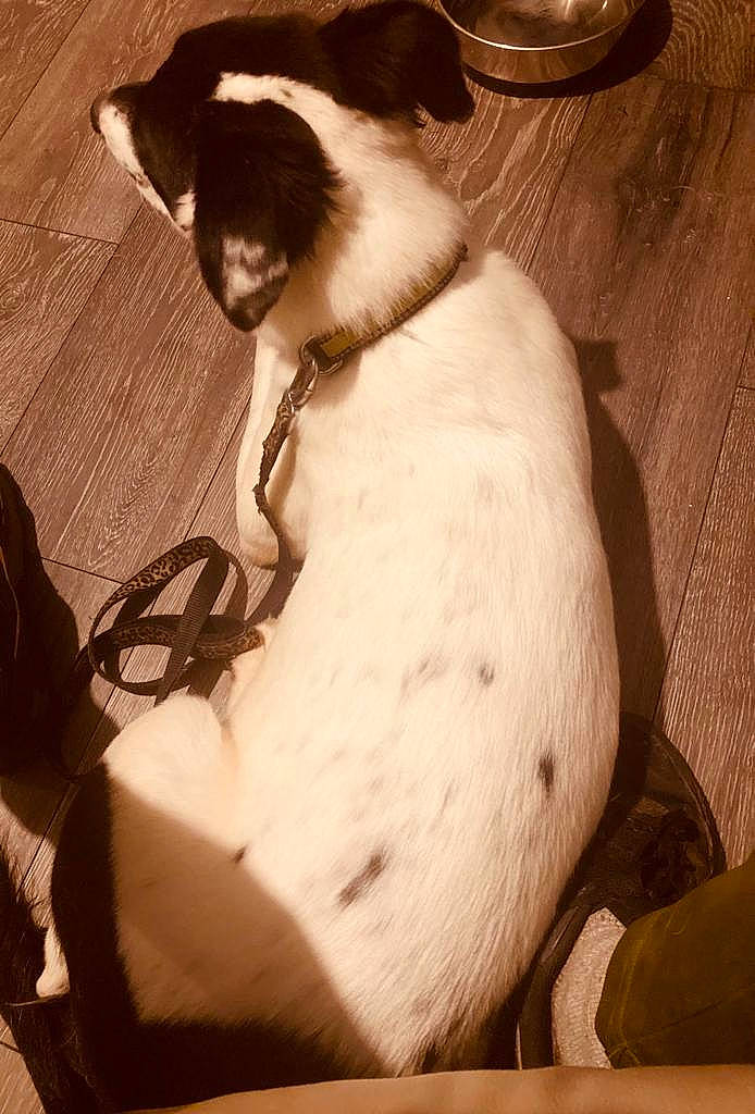 Panda joined the competition — help win amazing prizes! carnivore, cat, collar, comfort, companion_dog, dog_breed, eyewear, fawn, felidae, formal_wear, fur, glasses, pet_supply, small_to_medium_sized_cats, sunglasses, tail, tints_and_shades, whiskers, wood, working_animal