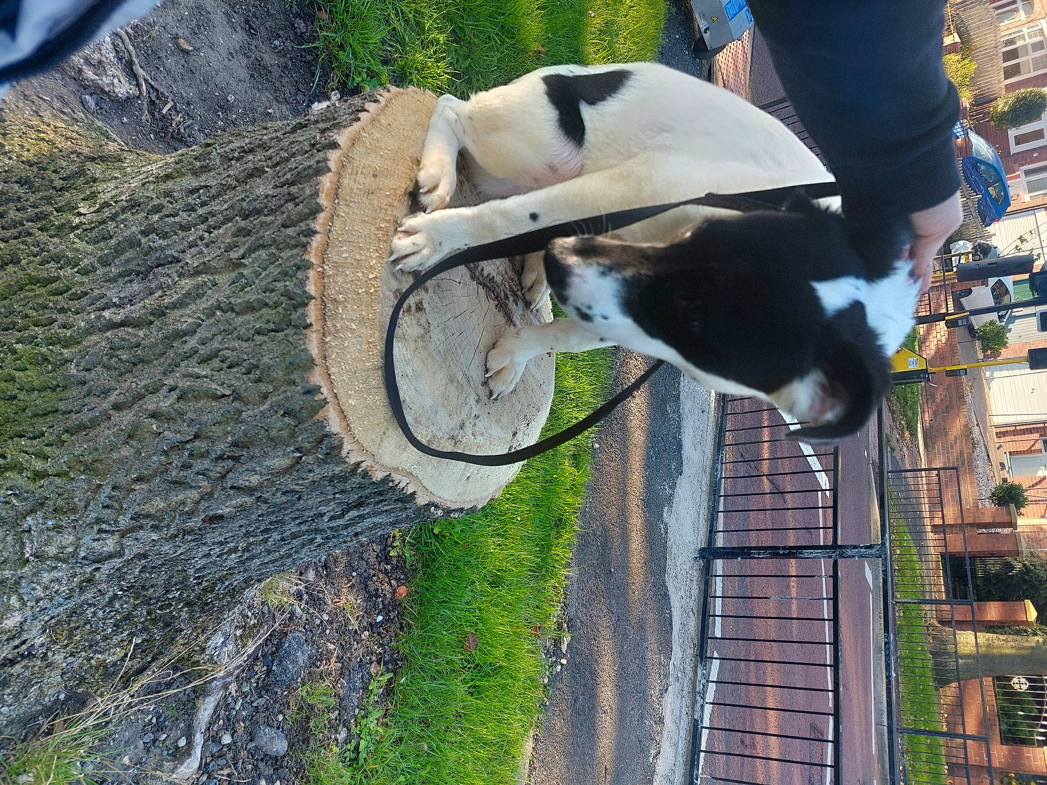 Panda joined the competition — help win amazing prizes! automotive_tire, building, carnivore, companion_dog, dog, dog_breed, fur, grass, leisure, plant, snout, sporting_group, tail, tire, tree, trunk, water, wheel, wood, working_animal