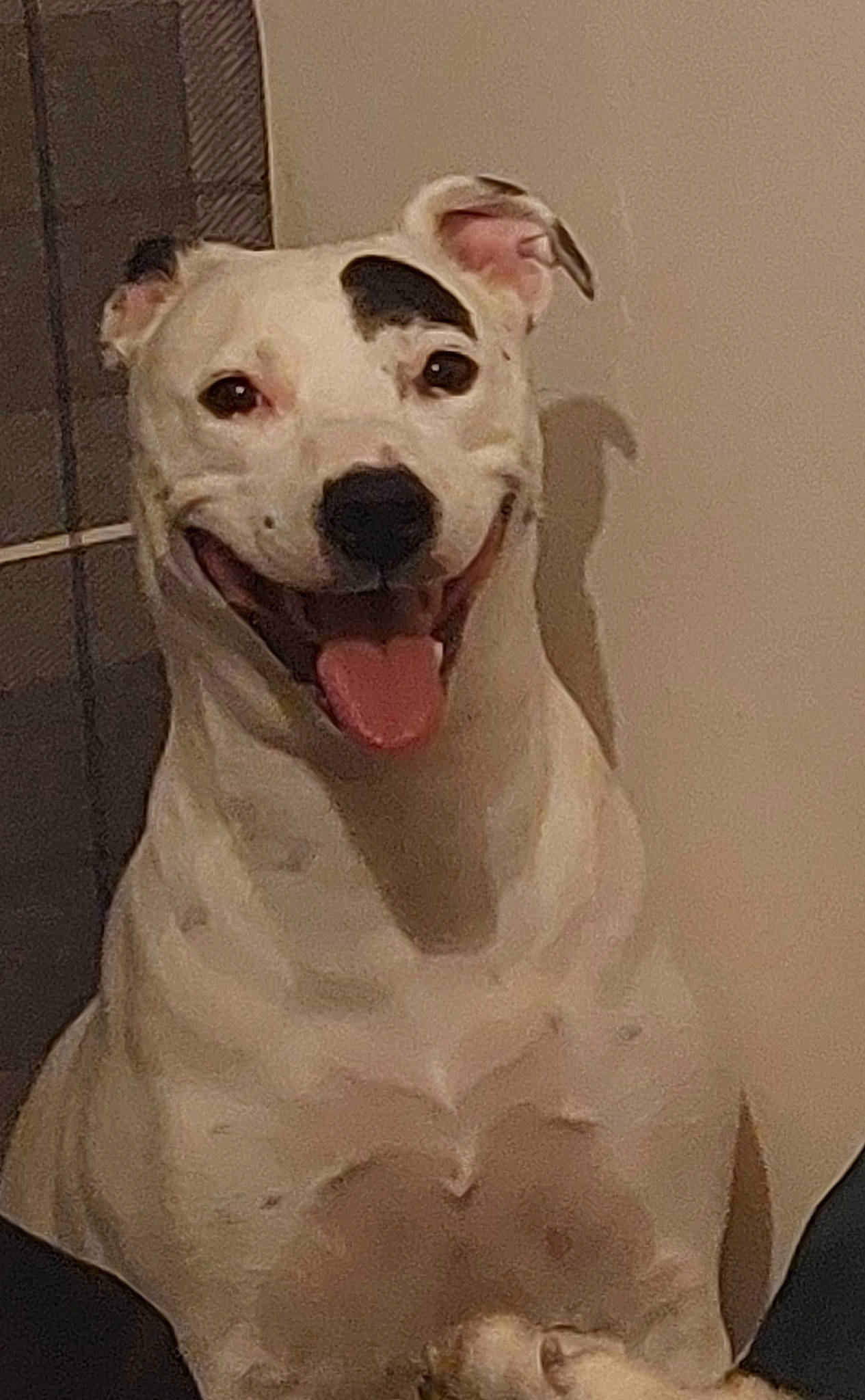 Ruby joined the competition — help win amazing prizes! ancient_dog_breeds, art, canidae, carnivore, dog, dog_breed, illustration, jaw, non_sporting_group, paint, painting, pet_supply, snout, sporting_group, terrestrial_animal, visual_arts, whiskers, working_animal, working_dog