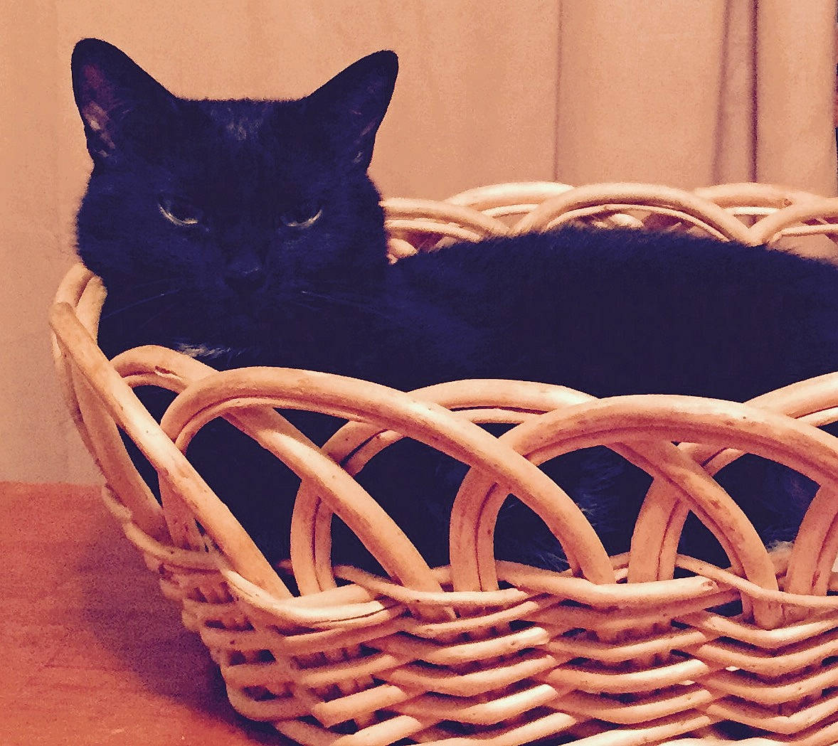 Scare D Cat joined the competition — help win amazing prizes! basket, carnivore, cat, cat_bed, felidae, small_to_medium_sized_cats, storage_basket, whiskers, wicker