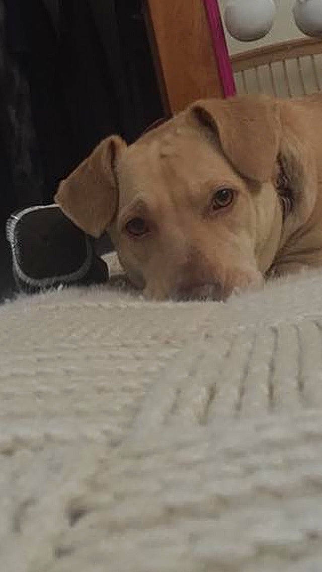 Bri joined the competition — help win amazing prizes! beagador, canidae, carnivore, companion_dog, dog, dog_breed, ear, fawn, labrador_retriever, mammal, potcake_dog, puppy, snout, sporting_group, vertebrate, whippet