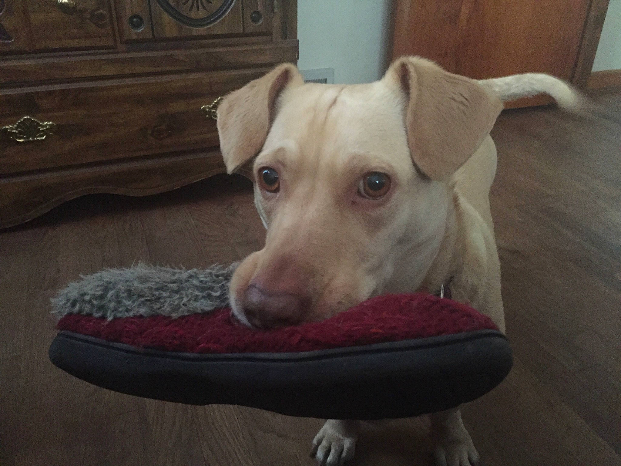 Bri joined the competition — help win amazing prizes! canidae, carnivore, chair, companion_dog, dog, dog_breed, ear, fawn, floor, flooring, ibizan_hound, italian_greyhound, lurcher, mammal, puppy, rare_breed_dog, snout, tail, vertebrate, whippet