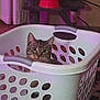 Whiskey is registered to the contest to win money with this photo: cat, laundry_basket, indoor, tabby_cat, pet, feline, curious, container, white, plastic, floor, cat_tree, red_bowl, purple_light, home, cozy, animal, cute, looking, relaxed
