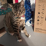 Whiskey is registered to the contest to win money with this photo: cat, tabby_cat, bow_tie, countertop, box, calendar, tinsel, mirror, reflection, indoor, furniture, domestic_animal, pet, striped, whiskers, paws, floor, decor, household, feline