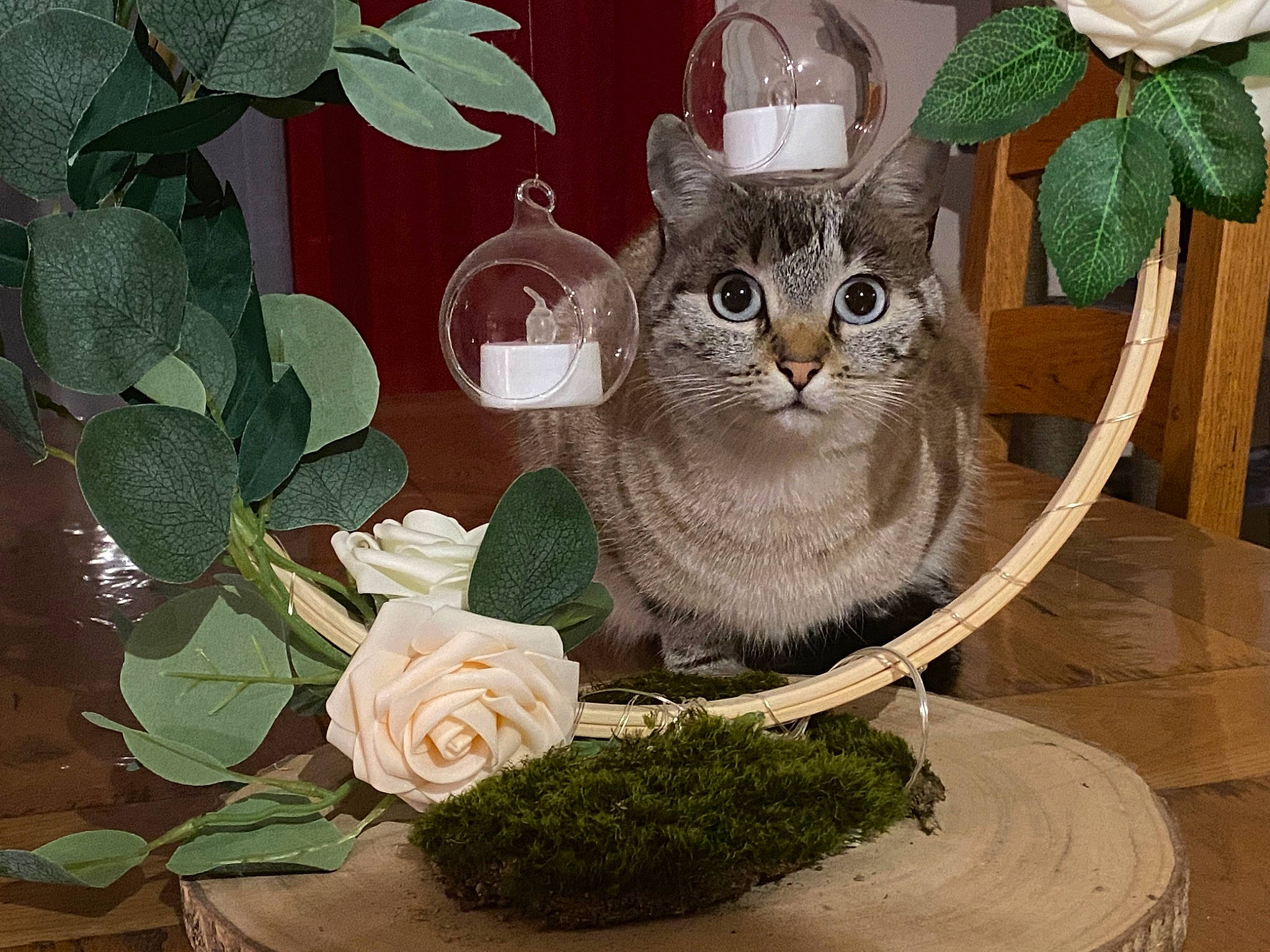Pita a rejoint le concours — aidez-le/la à gagner de superbes lots ! carnivore, cat, domestic_short_haired_cat, fawn, felidae, flower, flowerpot, grass, green, houseplant, petal, plant, porcelain, room, rose, serveware, small_to_medium_sized_cats, tail, whiskers, window