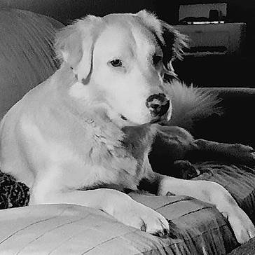 Angus is registered to the contest to win money with this photo: dog, pet, couch, indoor, black_and_white, fur, resting, animal, companion, relaxation, home, canine, portrait, furniture, cozy, laying, snout, paw, quiet, calm