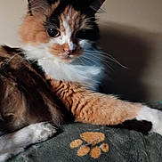 Duncan is registered to the contest to win money with this photo: animal, blanket, calico_cat, cat, close_up, cozy, curious_eyes, cute, feline, fluffy_fur, heart_shape, indoor, paw_print, pet, portrait, relaxed, resting, soft_texture, warm_lighting, whiskers