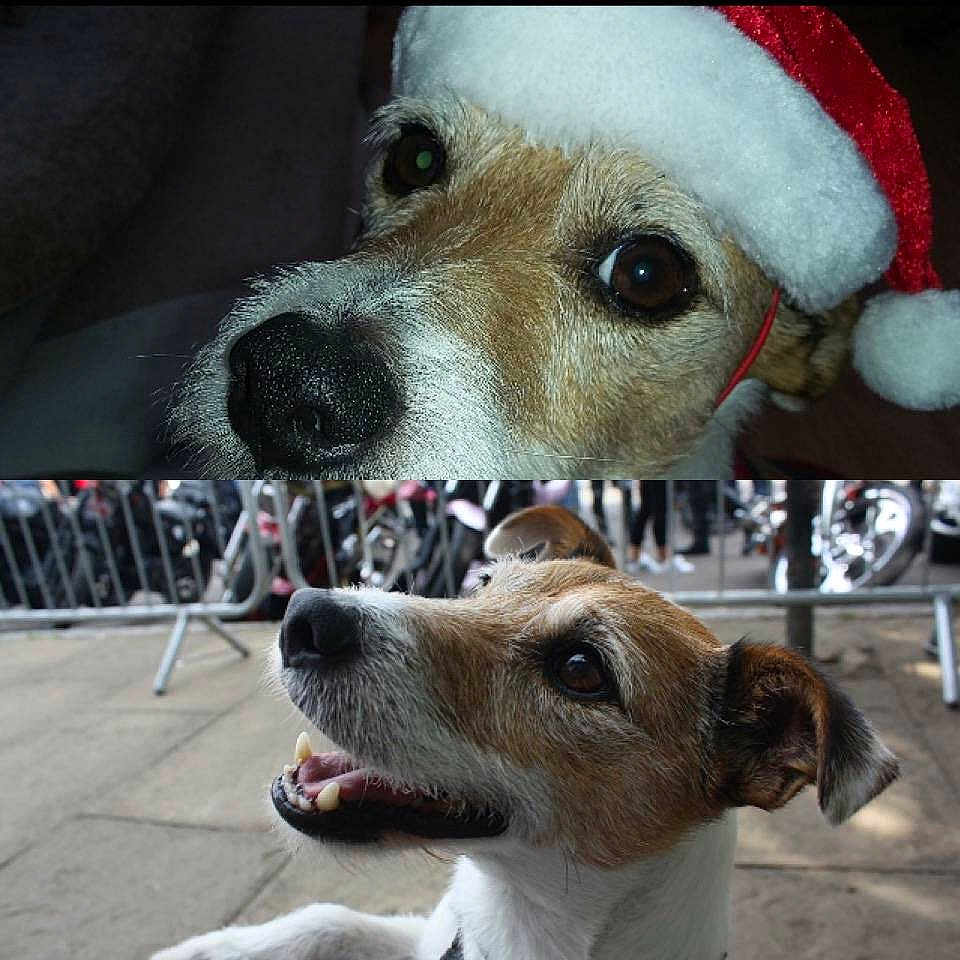 Milo