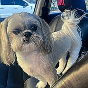 Sasha joined the competition — help win amazing prizes! dog, small_dog, shih_tzu, pet, car_interior, front_seat, leather_seat, headrest, window, billboard, close_up, fur, tail, paws, groomed, looking_at_camera, big_eyes, travel, portrait, daylight