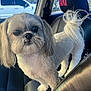 dog, small_dog, shih_tzu, pet, car_interior, front_seat, leather_seat, headrest, window, billboard, close_up, fur, tail, paws, groomed, looking_at_camera, big_eyes, travel, portrait, daylight