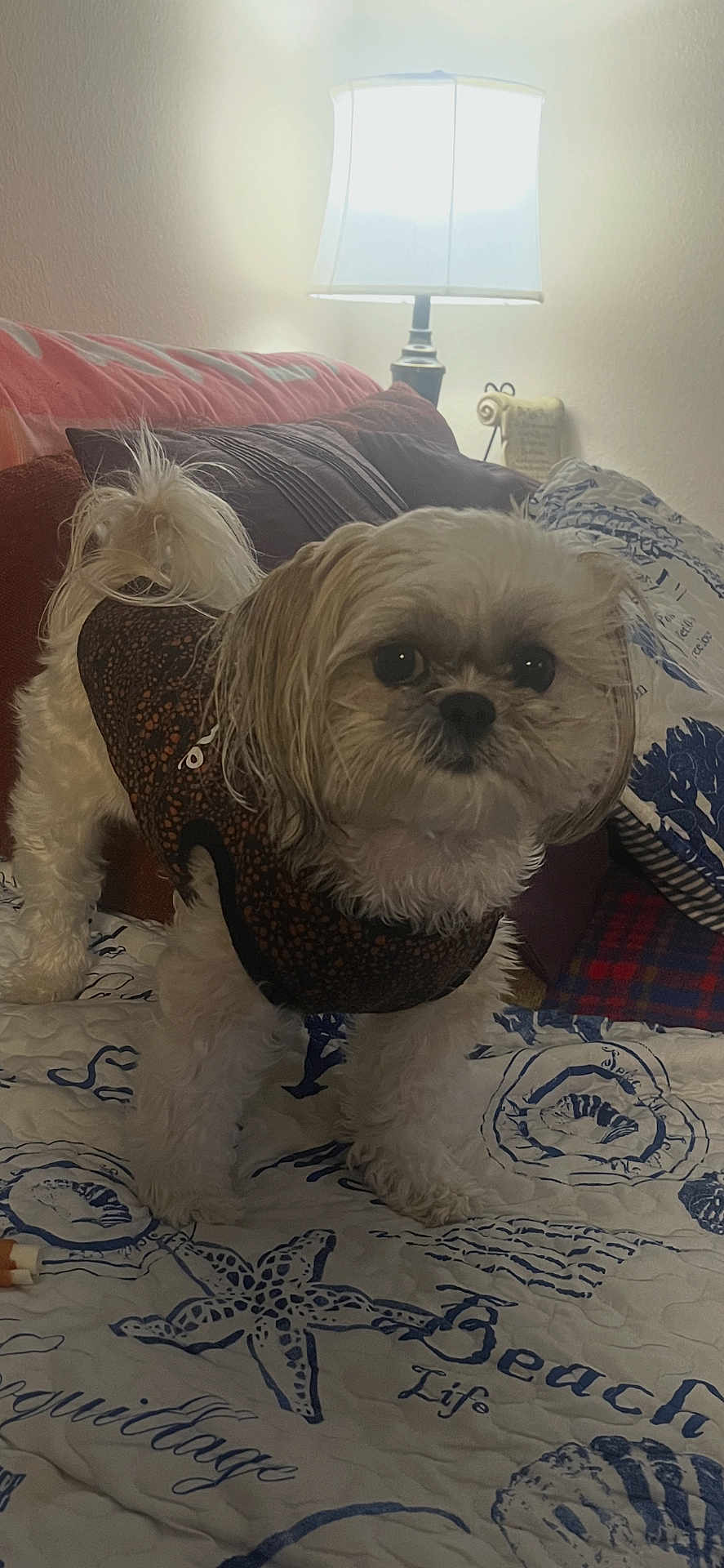 Sasha joined the competition — help win amazing prizes! dog, small_dog, pet, shih_tzu, harness, bedspread, lamp, pillow, blanket, indoor, living_room, fur, closeup, portrait, cute, brown_eyes, standing, accessory, seashell_pattern, cozy