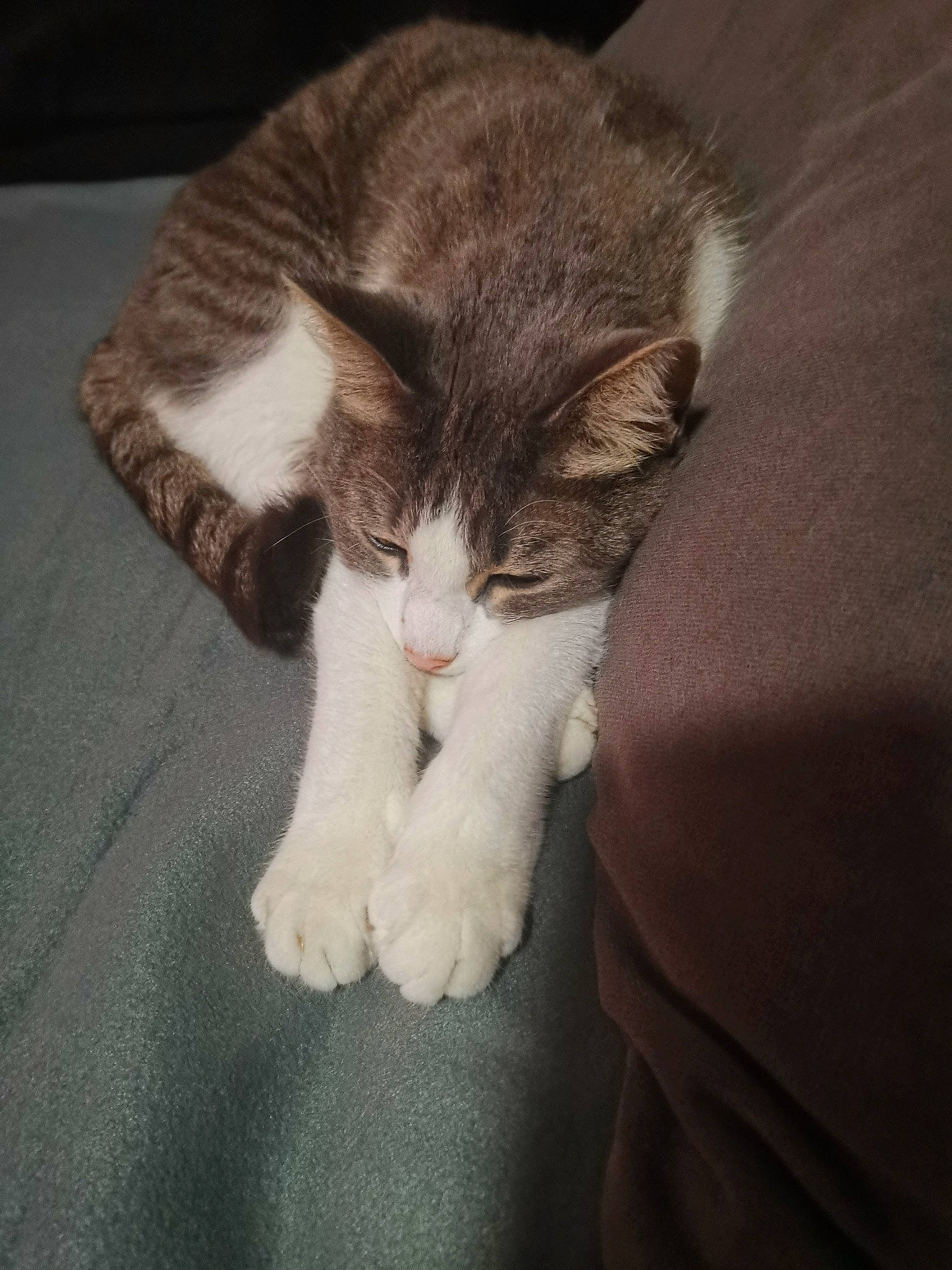 Gri Gri a rejoint le concours — aidez-le/la à gagner de superbes lots ! carnivore, cat, claw, comfort, domestic_short_haired_cat, ear, eye, fawn, felidae, foot, fur, human_leg, nap, paw, sleep, small_to_medium_sized_cats, snout, tail, terrestrial_animal, whiskers