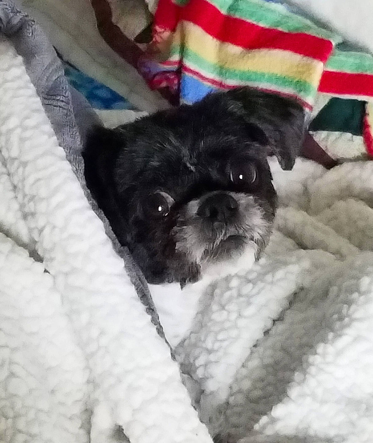 Z Z is registered to the contest to win money with this photo: canidae, carnivore, collar, companion_dog, dog, dog_breed, dog_collar, dog_supply, fawn, fur, linens, pet_supply, puppy_love, small_terrier, snout, snow, sporting_group, terrier, toy_dog, working_animal