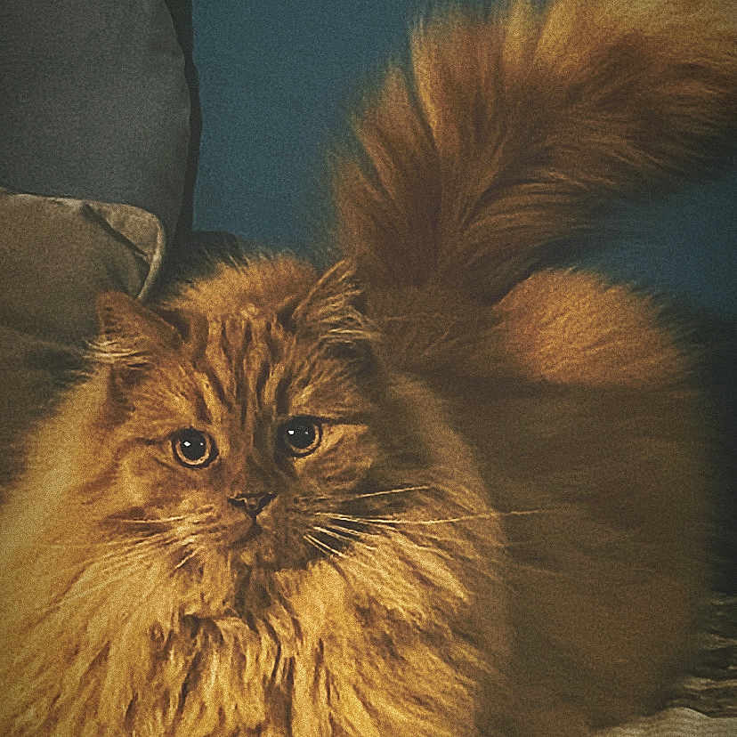 Cesare