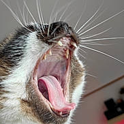 Senua a rejoint le concours — aidez-le/la à gagner de superbes lots ! cat, yawning, close_up, whiskers, tongue, teeth, indoor, pet, animal, fur, mouth, nose, blurred_background, computer_screen, red_light, domestic_cat, feline, expression, portrait, head