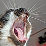 cat, yawning, close_up, whiskers, tongue, teeth, indoor, pet, animal, fur, mouth, nose, blurred_background, computer_screen, red_light, domestic_cat, feline, expression, portrait, head