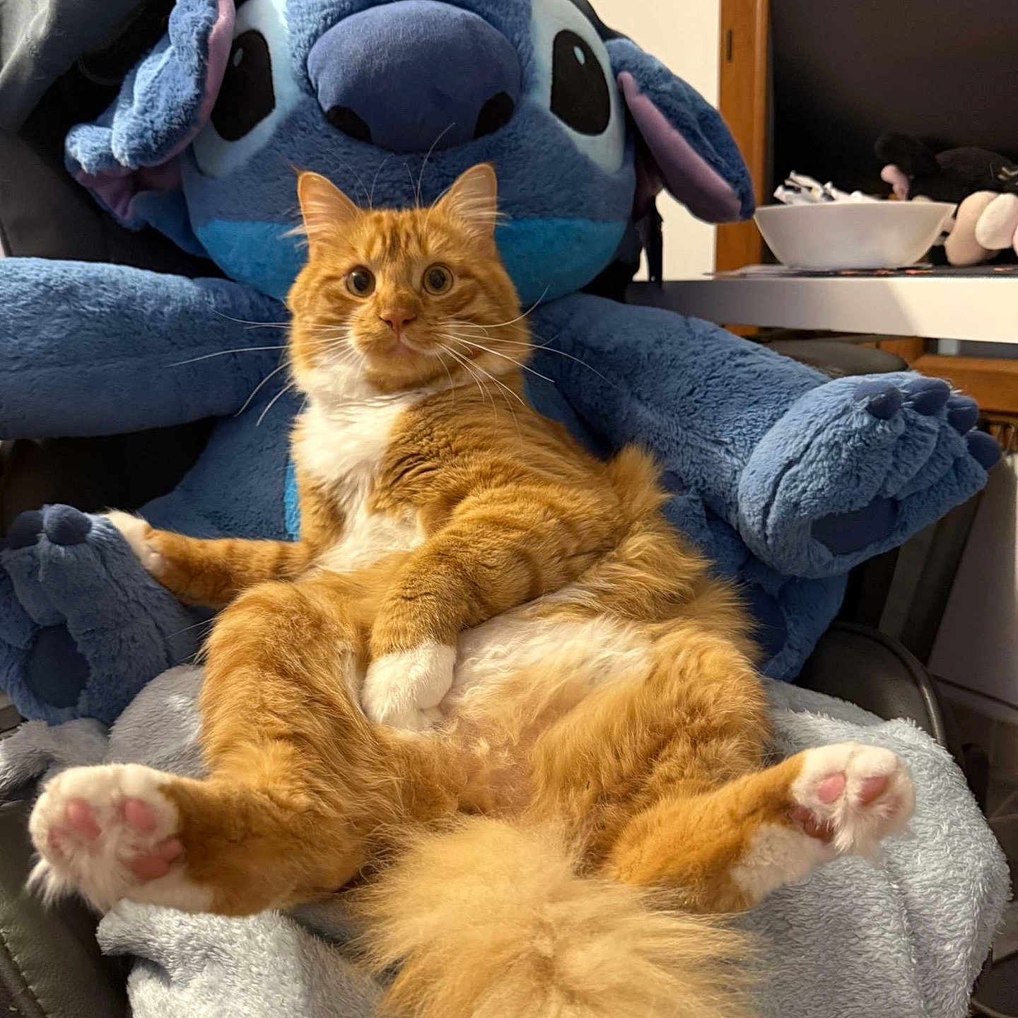 Ron participe au concours pour gagner de l'argent avec cette photo : animal, armchair, blanket, cat, chair, couch, cushion, furniture, homedecor, kitten, manx, person, pet, pillow, plush, sleeping, teddybear, towel, toy