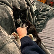 Mac is registered to the contest to win money with this photo: cat, tuxedo_cat, paw, blanket, bed, cozy, whiskers, black_and_white, human_hand, ring, comforter, indoor, bedroom, furry, resting, close_up, cute, pet, paws_up, nighttime