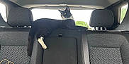 Mac is registered to the contest to win money with this photo: cat, tuxedo_cat, backseat, car_interior, headrest, seatbelt, pet_carrier, tissue_box, rear_window, upholstery, tail, paw, relaxed, looking_out, black_and_white, road_trip, vehicle, cozy, center_seat, interior_accessory