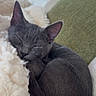 Pickle joined the competition — help win amazing prizes! cat, gray_cat, sleeping, curled_up, fluffy_blanket, cozy, indoor, soft_light, pillow, resting, pet, cute, feline, fur, animal, peaceful, relaxed, home, comfort, nap