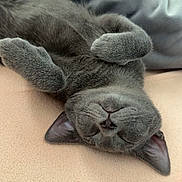 Pickle joined the competition — help win amazing prizes! cat, gray_cat, sleeping, relaxed, paws, feline, pet, cute, cozy, blanket, soft_texture, indoor, resting, animal, fur, whiskers, ears, peaceful, nap, comfort