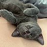 cat, gray_cat, sleeping, relaxed, paws, feline, pet, cute, cozy, blanket, soft_texture, indoor, resting, animal, fur, whiskers, ears, peaceful, nap, comfort