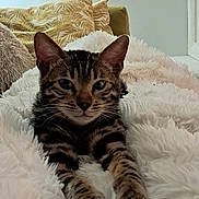 Benito participe au concours pour gagner de l'argent avec cette photo : cat, tabby_cat, indoor, blanket, cushion, pillow, fur, pet, animal, relaxed, cozy, feline, soft_texture, resting, whiskers, ears, face, closeup, comfort, home