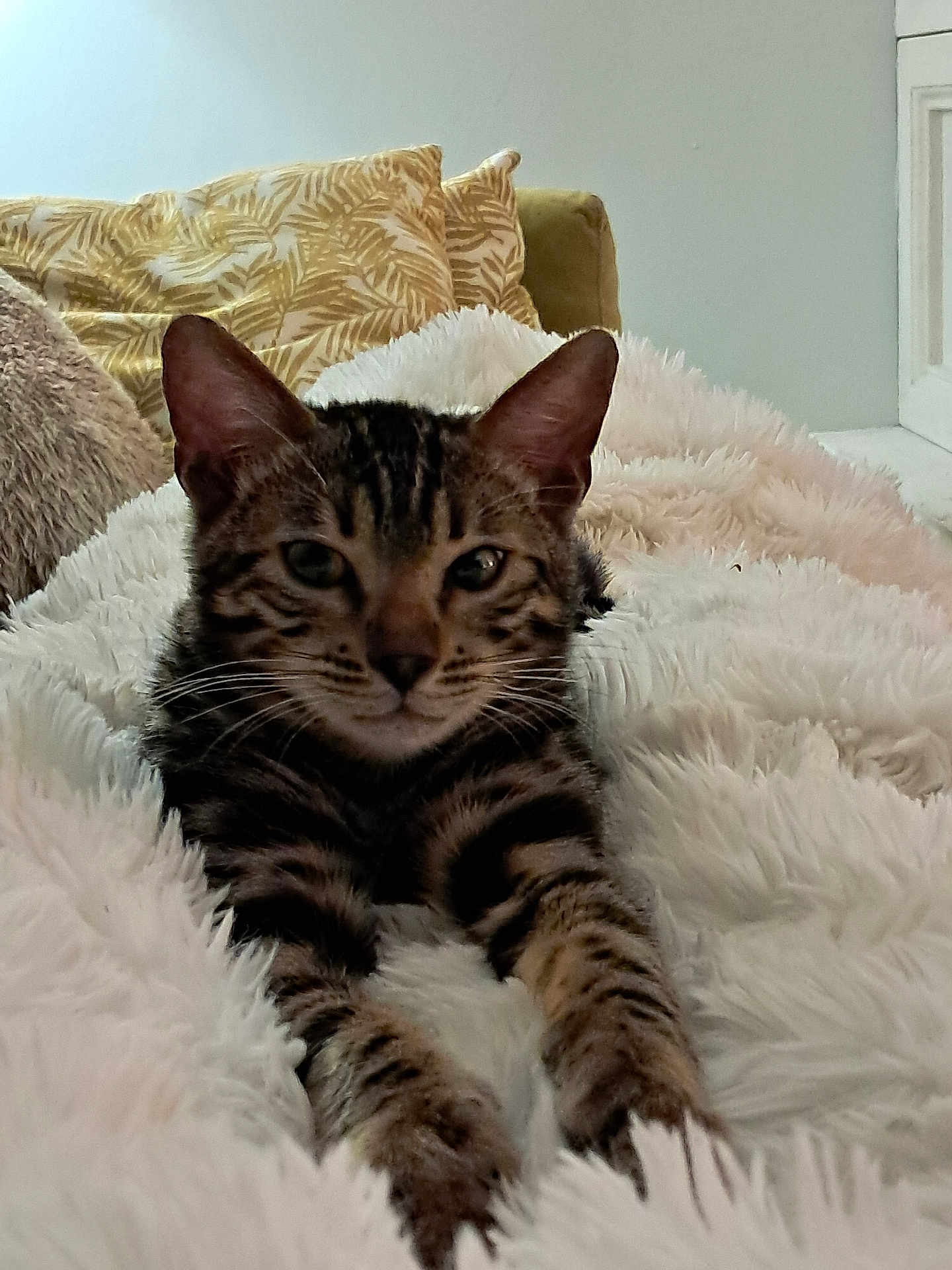 Benito participe au concours pour gagner de l'argent avec cette photo : cat, tabby_cat, indoor, blanket, cushion, pillow, fur, pet, animal, relaxed, cozy, feline, soft_texture, resting, whiskers, ears, face, closeup, comfort, home