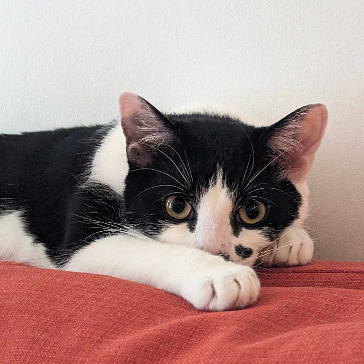 Loki