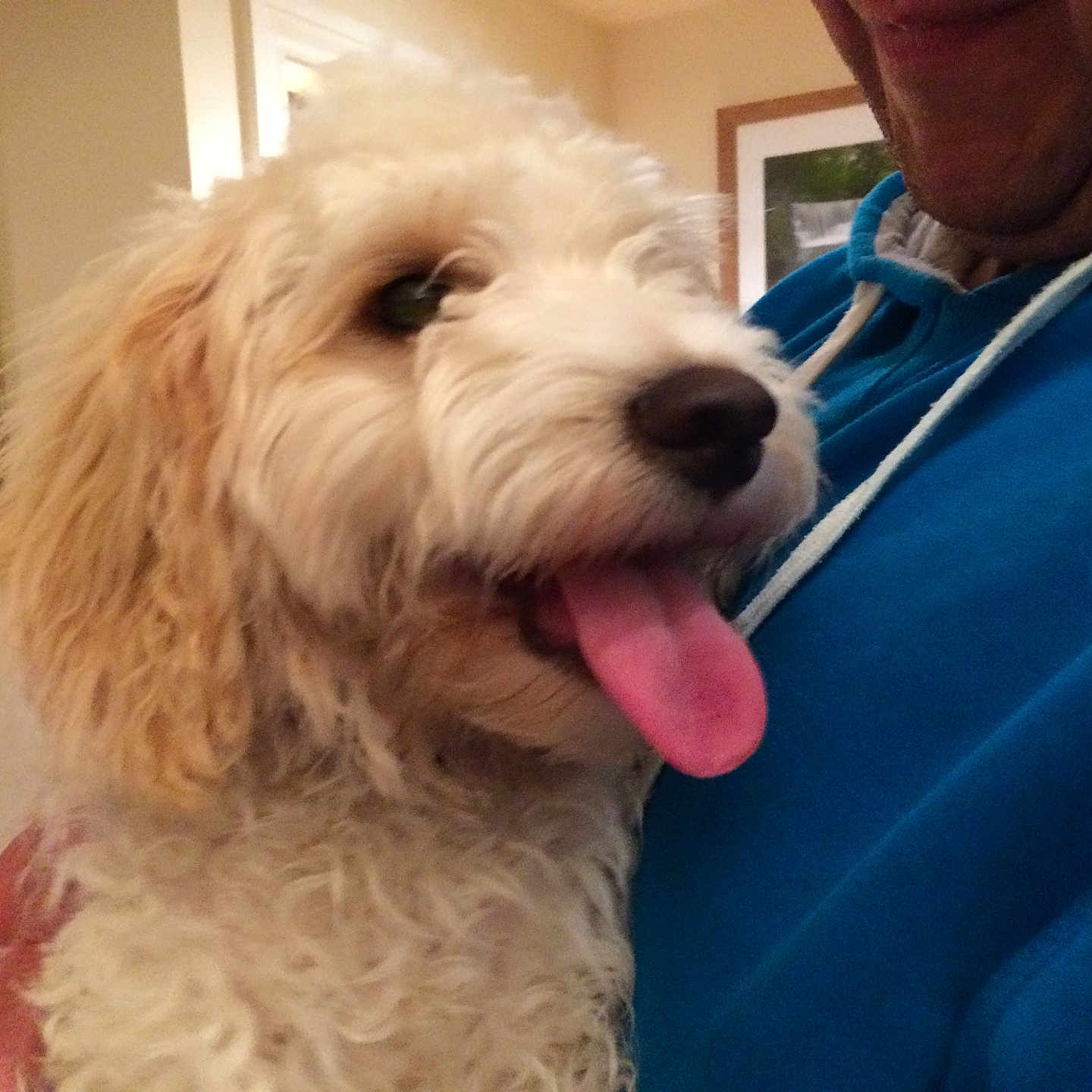 Lucy joined the competition — help win amazing prizes! accessories, adult, animal, bodypart, canine, cockerspaniel, dog, face, head, male, man, mouth, person, pet, photography, poodle, puppy, terrier, tongue, whitedog