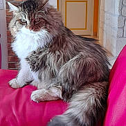 Clochette a rejoint le concours — aidez-le/la à gagner de superbes lots ! cat, fluffy, long_hair, pet, indoor, red_couch, furniture, domestic_animal, relaxed, side_view, tail, whiskers, ears, paws, home, cozy, fur, mammal, animal, cute