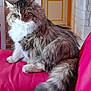 cat, fluffy, long_hair, pet, indoor, red_couch, furniture, domestic_animal, relaxed, side_view, tail, whiskers, ears, paws, home, cozy, fur, mammal, animal, cute