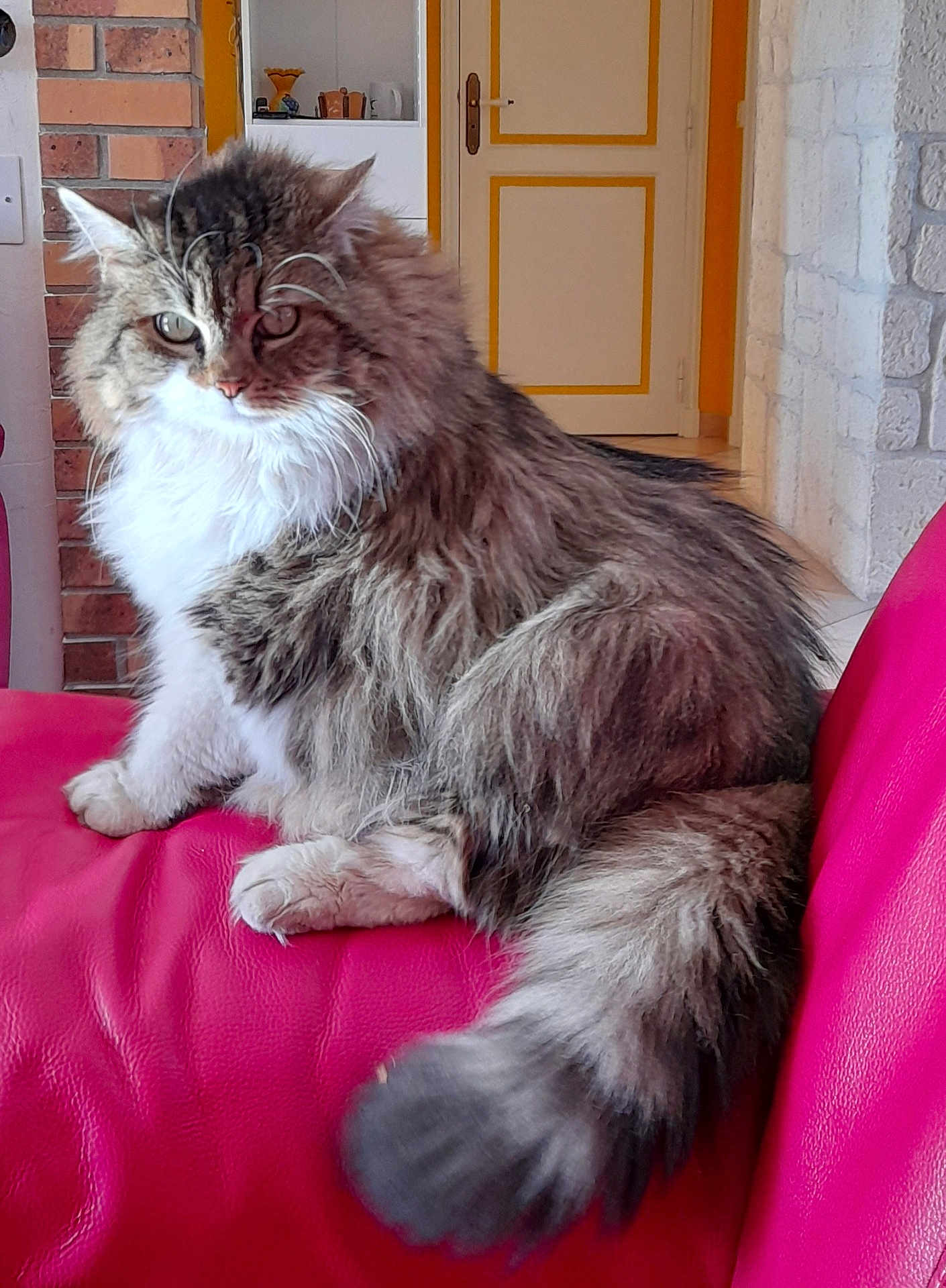 Clochette a rejoint le concours — aidez-le/la à gagner de superbes lots ! cat, fluffy, long_hair, pet, indoor, red_couch, furniture, domestic_animal, relaxed, side_view, tail, whiskers, ears, paws, home, cozy, fur, mammal, animal, cute