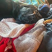 Bear is registered to the contest to win money with this photo: dog, black_dog, smiling_dog, teeth_visible, upside_down, blanket, fleece_blanket, bedding, fur, nose, eye, cozy, indoor, pile_of_clothes, textiles, close_up, pet, domestic_animal, resting, playful