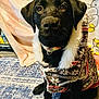 Bear is registered to the contest to win money with this photo: dog, black_dog, labrador, puppy, coat, sweater, fur, collar, paws, portrait, indoors, rug, blanket, patterned, sitting, cute, eyes, nose, home, cozy