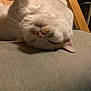 Nugget joined the competition — help win amazing prizes! cat, feline, pet, sleeping, upside_down, whiskers, pink_nose, orange_markings, white_fur, close_up, cushion, chair, armrest, indoor, cozy, relaxed, portrait, domestic, fur_texture, nap