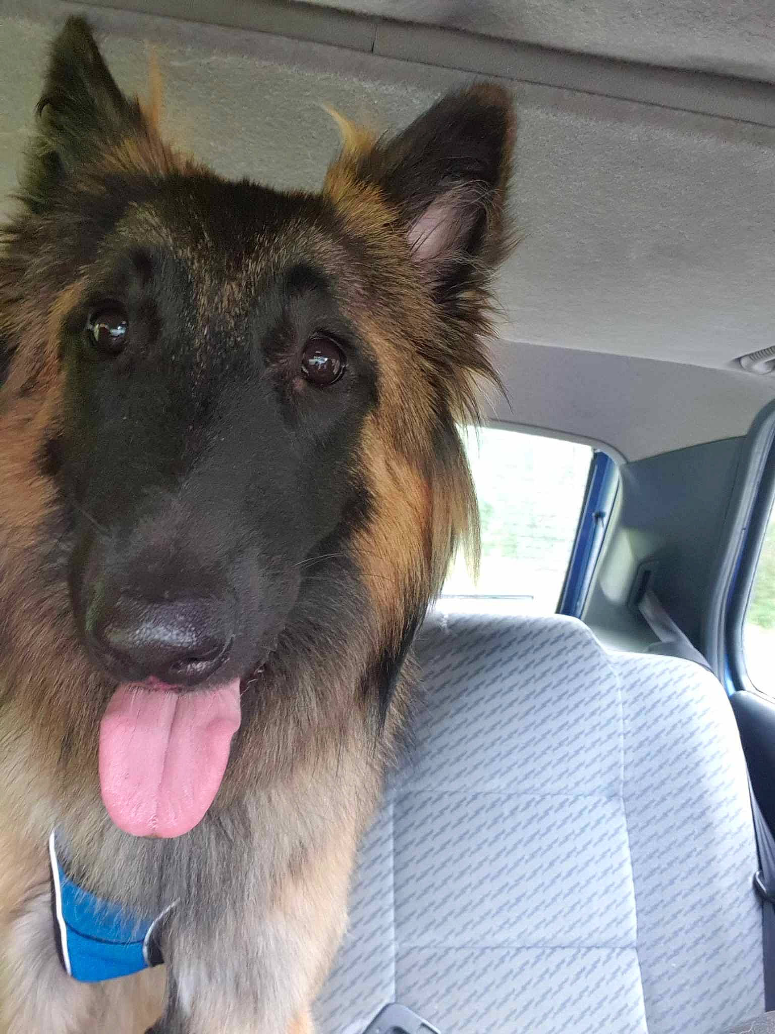 Twinkie a rejoint le concours — aidez-le/la à gagner de superbes lots ! carnivore, companion_dog, dog, dog_breed, east_european_shepherd, eye, fawn, fur, german_shepherd_dog, head_restraint, herding_dog, king_shepherd, old_german_shepherd_dog, snout, sporting_group, vehicle, window, windshield, working_animal, working_dog